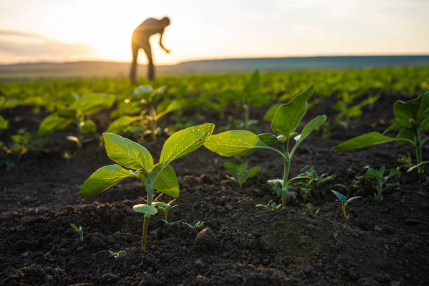 Agriculture Durable